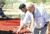 Prof.Dr.Ersural Suner